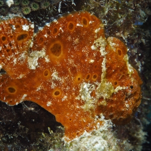 Frogfish rood